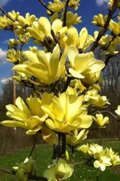 Yellow Bird Magnolia Tulip Tree - 3 Gallon Pot -Garden Plants Shop Magnolia Yellow Bird 32 1