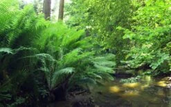 The King Ostrich Fern (Matteuccia Struthiopteris) - 1 Gallon Pot -Garden Plants Shop Matteuccia struthiopteris the king ostrich fern 3