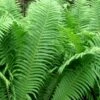 The King Ostrich Fern (Matteuccia Struthiopteris) - 1 Gallon Pot 1 The King Ostrich Fern (Matteuccia Struthiopteris) - 1 Gallon Pot -Garden Plants Shop Matteuccia struthiopteris the king ostrich fern 5