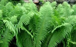 The King Ostrich Fern (Matteuccia Struthiopteris) - 1 Gallon Pot -Garden Plants Shop Matteuccia struthiopteris the king ostrich fern 6