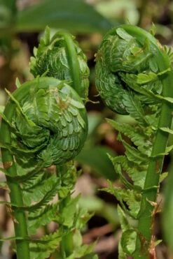 The King Ostrich Fern (Matteuccia Struthiopteris) - 1 Gallon Pot -Garden Plants Shop Matteuccia struthiopteris the king ostrich fern 7