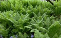 The King Ostrich Fern (Matteuccia Struthiopteris) - 1 Gallon Pot -Garden Plants Shop Matteuccia struthiopteris the king ostrich fern 8
