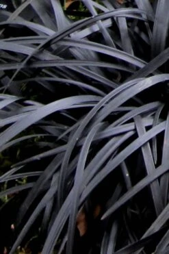 Black Mondo Grass - Ophiopogon Planiscapus 'Nigrescens' - 6 Pack Of 1 Gallon Pots -Garden Plants Shop Mondo Grass Black 10