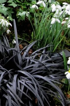 Black Mondo Grass - Ophiopogon Planiscapus 'Nigrescens' - 6 Pack Of 1 Gallon Pots -Garden Plants Shop Mondo Grass Black 11