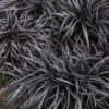 Black Mondo Grass - Ophiopogon Planiscapus 'Nigrescens' - 6 Pack Of 1 Gallon Pots -Garden Plants Shop Mondo Grass Black 15