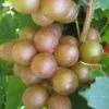 Fry Bronze Muscadine Grape Vine - 6 Pack Of 1 Gallon Pots 1 Fry Bronze Muscadine Grape Vine - 6 Pack Of 1 Gallon Pots -Garden Plants Shop Muscadine Fry 1 1