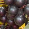 Nesbitt Muscadine Grape Vine - 1 Gallon Pot -Garden Plants Shop Muscadine Nesbitt 500x750 1