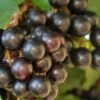 Noble Muscadine Grape Vine (Self Fertile) - 1 Gallon Pot -Garden Plants Shop Muscadine Noble 500x750 1