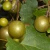 Summit Muscadine - 1 Gallon Pot -Garden Plants Shop Muscadine Summit 500x750 1