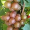 Triumph Muscadine Grape Vine - 1 Gallon Pot -Garden Plants Shop Muscadine Triumph 1