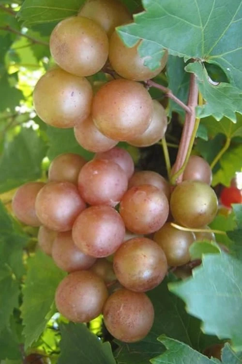 Triumph Muscadine Grape Vine - 1 Gallon Pot 3 Triumph Muscadine Grape Vine - 1 Gallon Pot