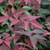 Flirt Dwarf Nandina - 1 Gallon Pot -Garden Plants Shop Nandina Flirt 10