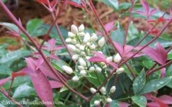 Flirt Dwarf Nandina - 1 Gallon Pot -Garden Plants Shop Nandina Flirt 12