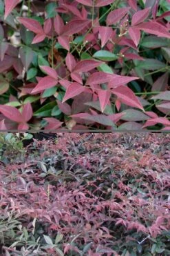 Flirt Dwarf Nandina - 1 Gallon Pot -Garden Plants Shop Nandina Flirt 500x750 1