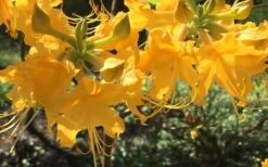 Admiral Semmes Native Azalea - Rhododendron - 3 Gallon Pot -Garden Plants Shop Native Azalea Admiral Semmes 12