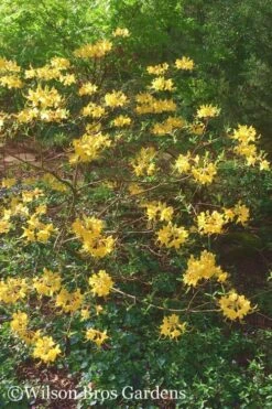 Admiral Semmes Native Azalea - Rhododendron - 3 Gallon Pot -Garden Plants Shop Native Azalea Admiral Semmes 22 500x750 1