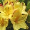 Canary Isles Aromi Azalea (Rhododendron Hybrid) - 3 Gallon Pot -Garden Plants Shop Native Azalea Canary Isles 2