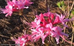Candy Striper Native Azalea - Rhododendron Canescens - 3 Gallon Pot -Garden Plants Shop Native Azalea Candy Striper 1
