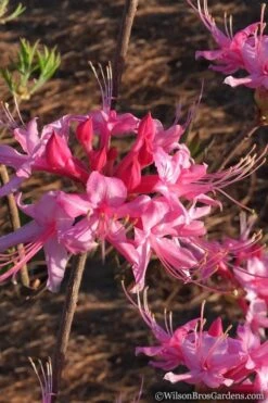 Candy Striper Native Azalea - Rhododendron Canescens - 3 Gallon Pot -Garden Plants Shop Native Azalea Candy Striper 2