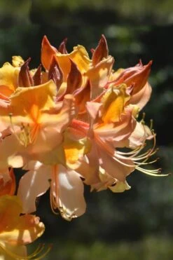 Dancing Rabbit Aromi Azalea (Rhododendron Hybrid) - 3 Gallon Pot 9 Dancing Rabbit Aromi Azalea (Rhododendron Hybrid) - 3 Gallon Pot -Garden Plants Shop Native Azalea Dancing Rabbit 2