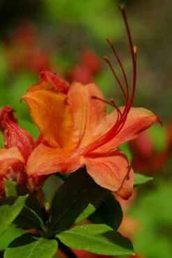 Flame Azalea (Rhododendron Calendulaceum) - 3 Gallon Pot 16 Flame Azalea (Rhododendron Calendulaceum) - 3 Gallon Pot -Garden Plants Shop Native Azalea Flame 1