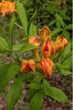 Flame Azalea (Rhododendron Calendulaceum) - 3 Gallon Pot 14 Flame Azalea (Rhododendron Calendulaceum) - 3 Gallon Pot -Garden Plants Shop Native Azalea Flame 14