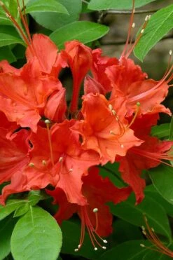 Flame Azalea (Rhododendron Calendulaceum) - 3 Gallon Pot 15 Flame Azalea (Rhododendron Calendulaceum) - 3 Gallon Pot -Garden Plants Shop Native Azalea Flame 16