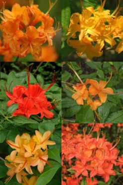 Flame Azalea (Rhododendron Calendulaceum) - 3 Gallon Pot 13 Flame Azalea (Rhododendron Calendulaceum) - 3 Gallon Pot -Garden Plants Shop Native Azalea Flame 17