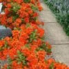 Flame Azalea (Rhododendron Calendulaceum) - 3 Gallon Pot -Garden Plants Shop Native Azalea Flame 20