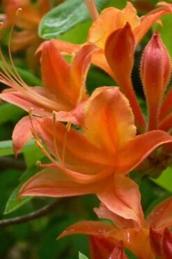 Flame Azalea (Rhododendron Calendulaceum) - 3 Gallon Pot 17 Flame Azalea (Rhododendron Calendulaceum) - 3 Gallon Pot -Garden Plants Shop Native Azalea Flame 4