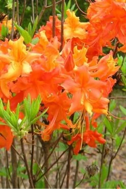 Frontier Gold Aromi Azalea (Rhododendron Hybrid) - 1 Gallon Pot -Garden Plants Shop Native Azalea Frontier Gold 2