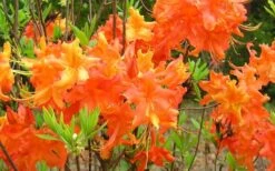 Frontier Gold Aromi Azalea (Rhododendron Hybrid) - 1 Gallon Pot -Garden Plants Shop Native Azalea Frontier Gold 4