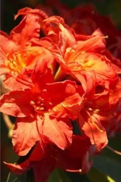 Great Balls Of Fire Aromi Azalea (Rhododendron) - 1 Gallon Pot -Garden Plants Shop Native Azalea Great Balls Of Fire 1