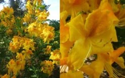 King's Wizard Aromi Azalea (Rhododendron Hybrid) - 3 Gallon Pot -Garden Plants Shop Native Azalea Kings Wizard 4