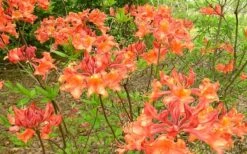 Mauvilla Gold Aromi Azalea (Rhododendron Hybrid) - 3 Gallon Pot 10 Mauvilla Gold Aromi Azalea (Rhododendron Hybrid) - 3 Gallon Pot -Garden Plants Shop Native Azalea Mauvila Gold 1