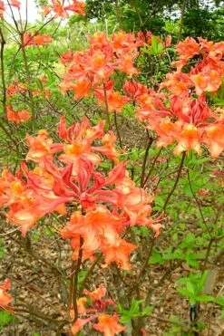 Mauvilla Gold Aromi Azalea (Rhododendron Hybrid) - 3 Gallon Pot 11 Mauvilla Gold Aromi Azalea (Rhododendron Hybrid) - 3 Gallon Pot -Garden Plants Shop Native Azalea Mauvila Gold 2