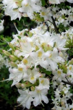 Pete McNees White Native Azalea - Rhododendron Albamanense - 3 Gallon Pot 9 Pete McNees White Native Azalea - Rhododendron Albamanense - 3 Gallon Pot -Garden Plants Shop Native Azalea Pete McNees 1