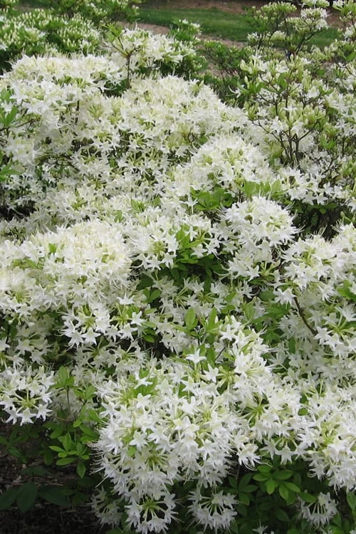 Pete McNees White Native Azalea - Rhododendron Albamanense - 3 Gallon Pot 3 Pete McNees White Native Azalea - Rhododendron Albamanense - 3 Gallon Pot