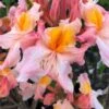 Pink Carousel Aromi Azalea (Rhododendron Hybrid) - 3 Gallon Pot 2 Pink Carousel Aromi Azalea (Rhododendron Hybrid) - 3 Gallon Pot -Garden Plants Shop Native Azalea Pink Carousel 1