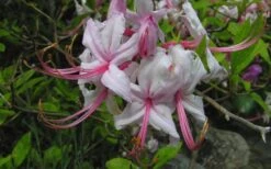 Pinxterbloom Azalea (Rhododendron Periclymenoides) - 3 Gallon Pot -Garden Plants Shop Native Azalea Pinxterbloom 5