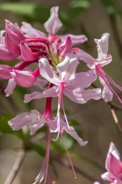 Pinxterbloom Azalea (Rhododendron Periclymenoides) - 3 Gallon Pot -Garden Plants Shop Native Azalea Pinxterbloom 9