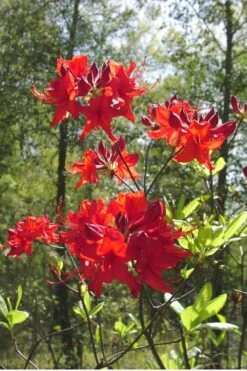 Radiant Red Aromi Azalea (Rhododendron Hybrid) - 3 Gallon Pot -Garden Plants Shop Native Azalea Radiant Red 6 1