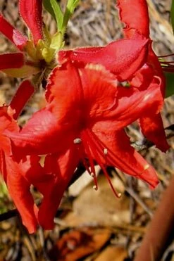 Radiant Red Aromi Azalea (Rhododendron Hybrid) - 1 Gallon Pot -Garden Plants Shop Native Azalea Radiant Red 7