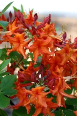 Red Pepper Aromi Azalea (Rhododendron Hybrid) - 3 Gallon Pot -Garden Plants Shop Native Azalea Red Pepper 1 1