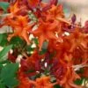 Red Pepper Aromi Azalea (Rhododendron Hybrid) - 1 Gallon Pot 2 Red Pepper Aromi Azalea (Rhododendron Hybrid) - 1 Gallon Pot -Garden Plants Shop Native Azalea Red Pepper 1