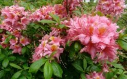 Samford Sorbet Native Azalea (Rhododendron) - 3 Gallon Pot -Garden Plants Shop Native Azalea Samford Sorbet 1