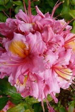 Samford Sorbet Native Azalea (Rhododendron) - 3 Gallon Pot -Garden Plants Shop Native Azalea Samford Sorbet 10