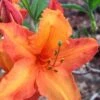 Solar Glow Sunbow Azalea - 2 Gallon Pot -Garden Plants Shop Native Azalea Solar Sunglow 1