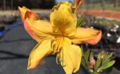 Spring Fanfare Aromi Azalea (Rhododendron Hybrid) - 1 Gallon Pot 9 Spring Fanfare Aromi Azalea (Rhododendron Hybrid) - 1 Gallon Pot -Garden Plants Shop Native Azalea Spring Fanfare 3