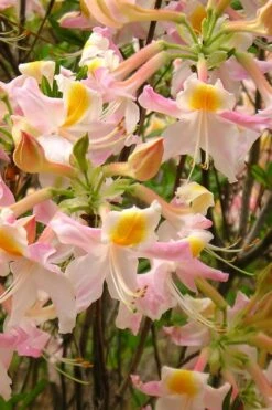 Touch Of Pink Aromi Azalea (Rhododendron Hybrid) - 3 Gallon Pot -Garden Plants Shop Native Azalea Touch Of Pink 4